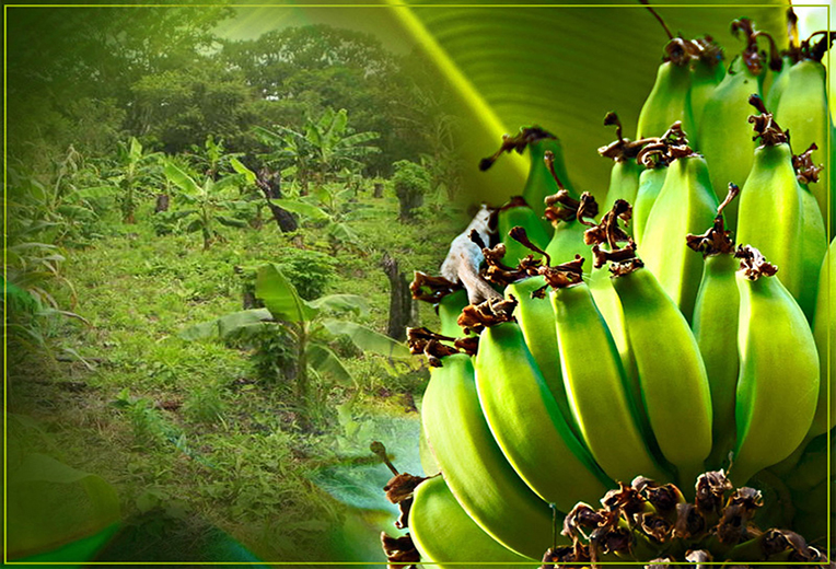 platanos