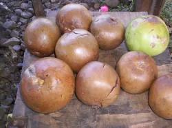 Borojo